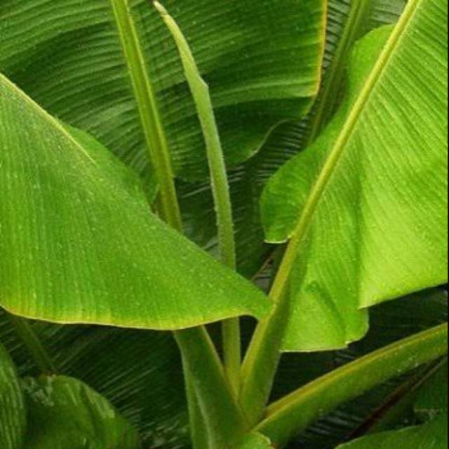 

Pupus Gulung Daun Pisang Batu / Pupus Pisang Kluthuk / 1 Gulung