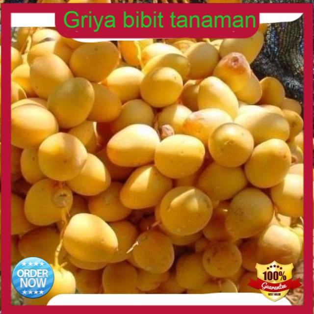 Bibit kurma tropis indonesia termurah