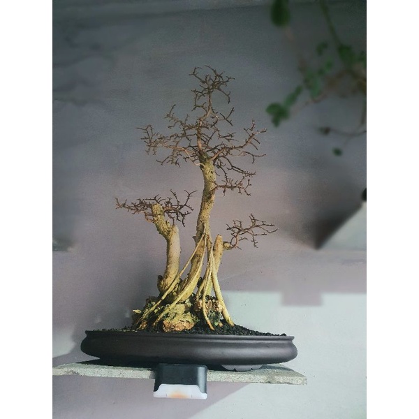 Bonsai Serut Siap Pajang