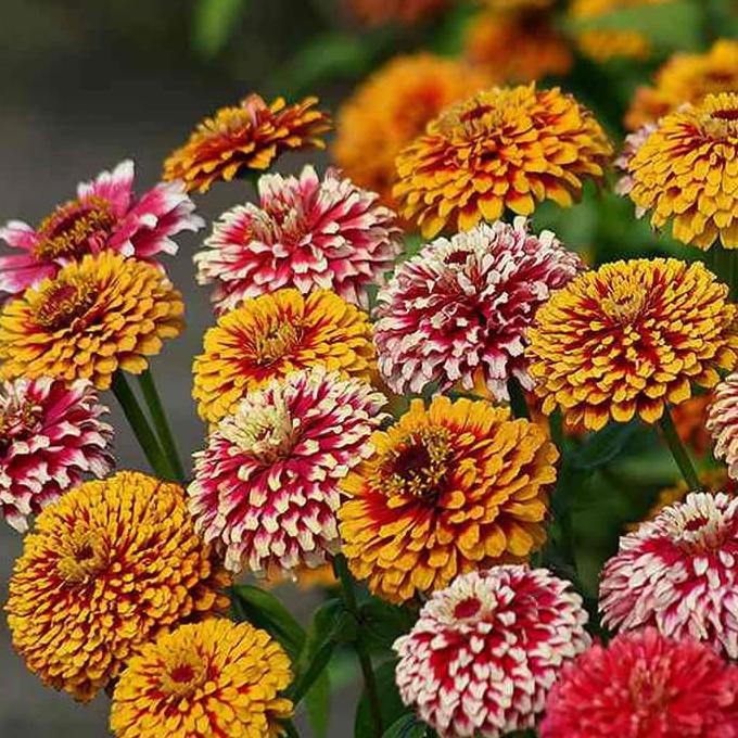 

Order Biji Benih Zinnia Mix Ori