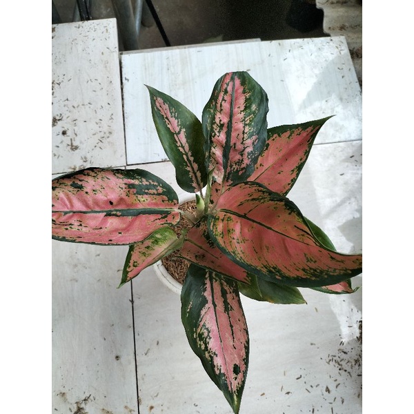 aglonema kocin renamira rumpun