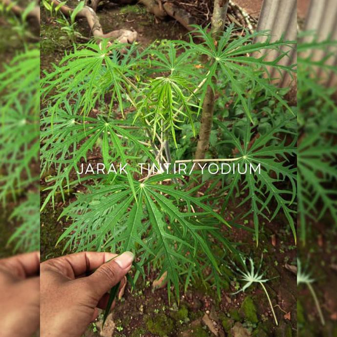 $Diskon Bibit Tanaman Yodium - Pohon Betadine Jarak Tintir Jafora Multifida