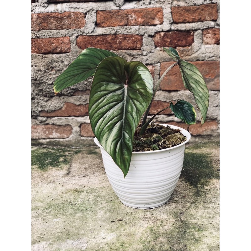 Philodendron Plowmanii Black Face Narrow Form