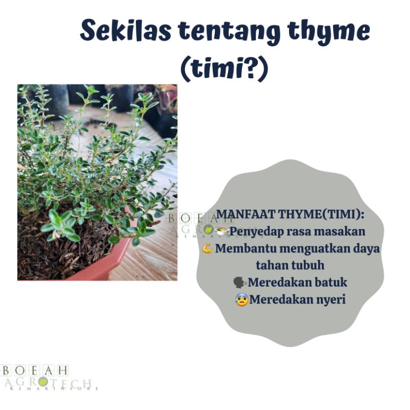 Bibit Tanaman Thyme Daun Penyedap Masakan Tanaman Herbal Thyme Bibit Bumbu Dapur Masakan Jepang