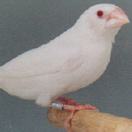 780 Koleksi Gambar Burung Emprit HD Terbaru