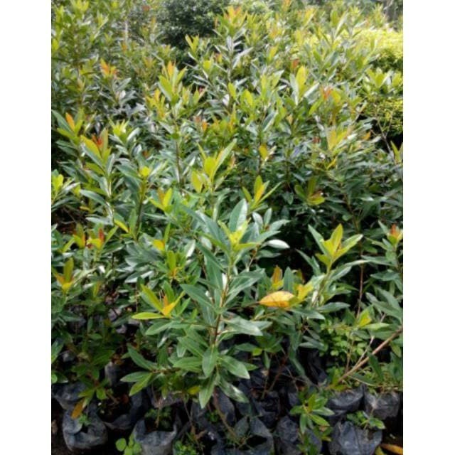 (COD) tanaman hias bunga santos lemon kuning - santos lemon - bunga santos