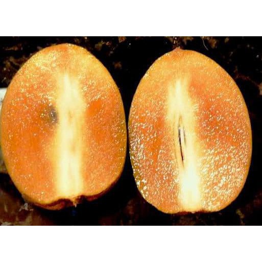 Bibit Sawo Alano / Bibit Buah / Tanaman