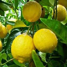 Tanaman Buah Jeruk Lemon