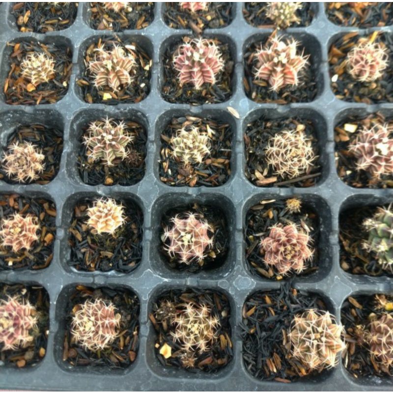 kaktus gymno lb var x miha var semaian dari biji PAKET