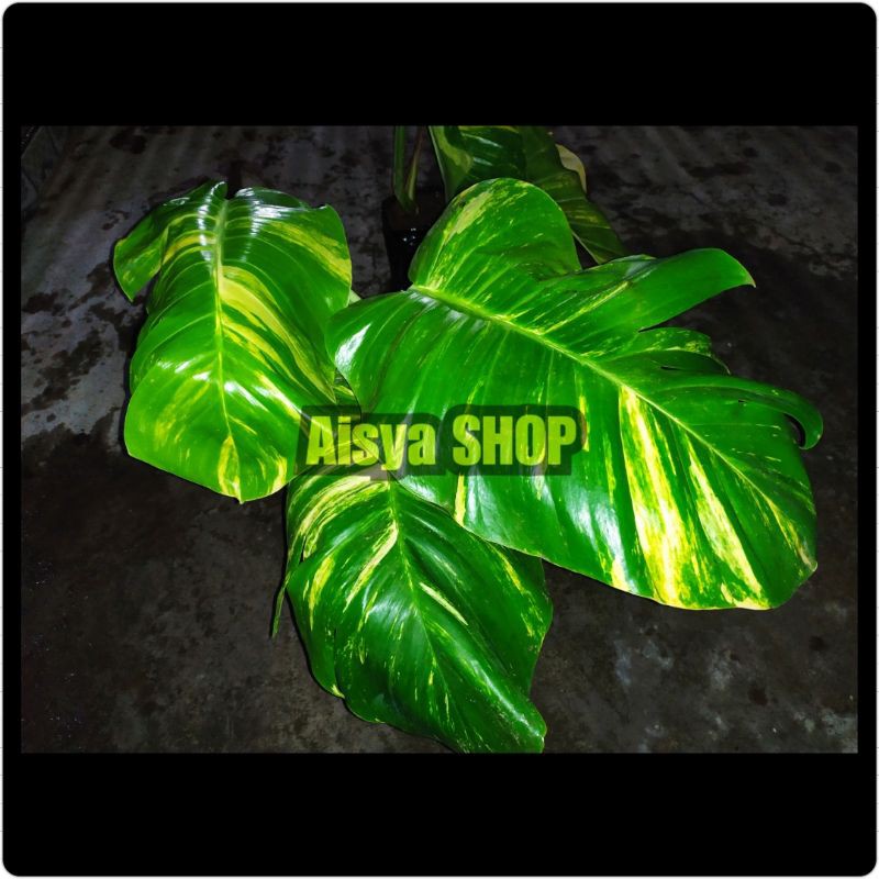 SIRIH GADING DAUN BESAR