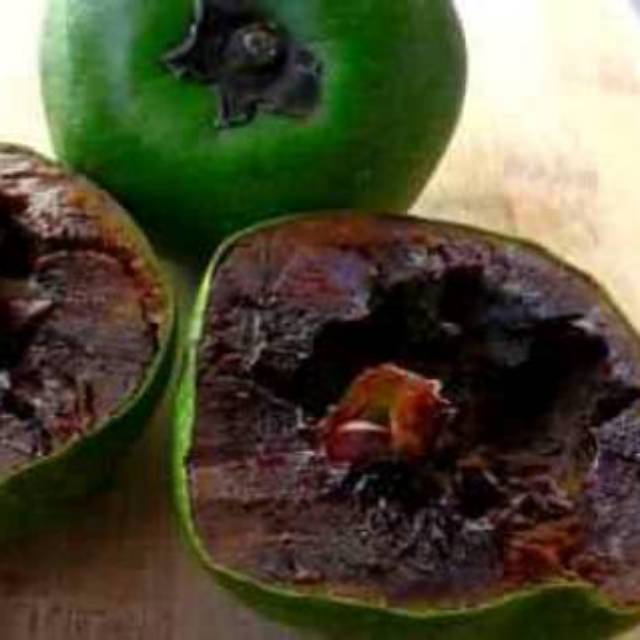 Terlaris bibit black sapote tinggi 1 meter