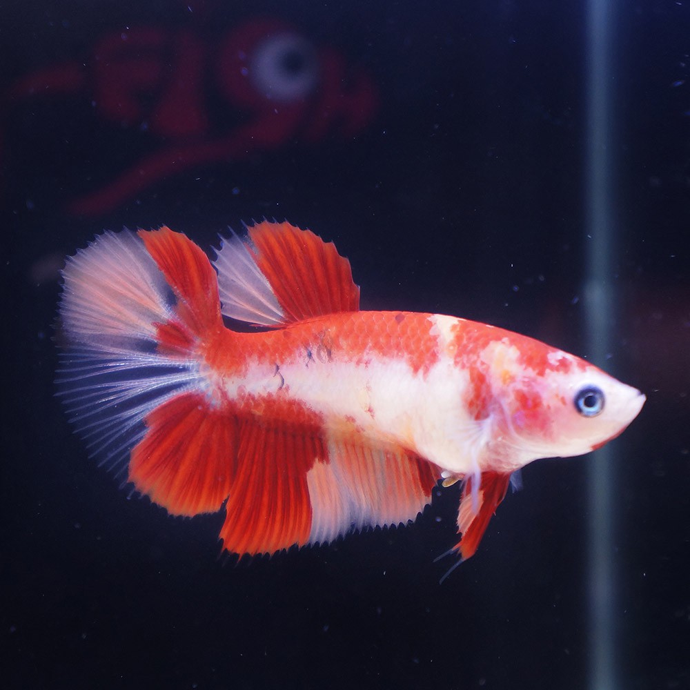 cupang female halfmoon nemo betina DES B