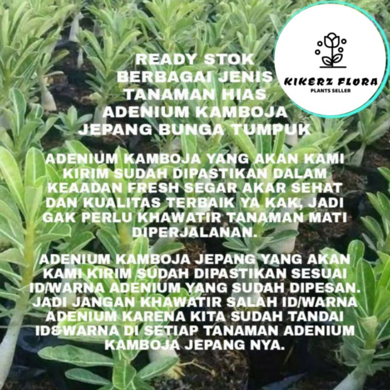 TANAMAN HIAS ADENIUM KAMBOJA JEPANG BUNGA TUMPUK//BLACK LOVER