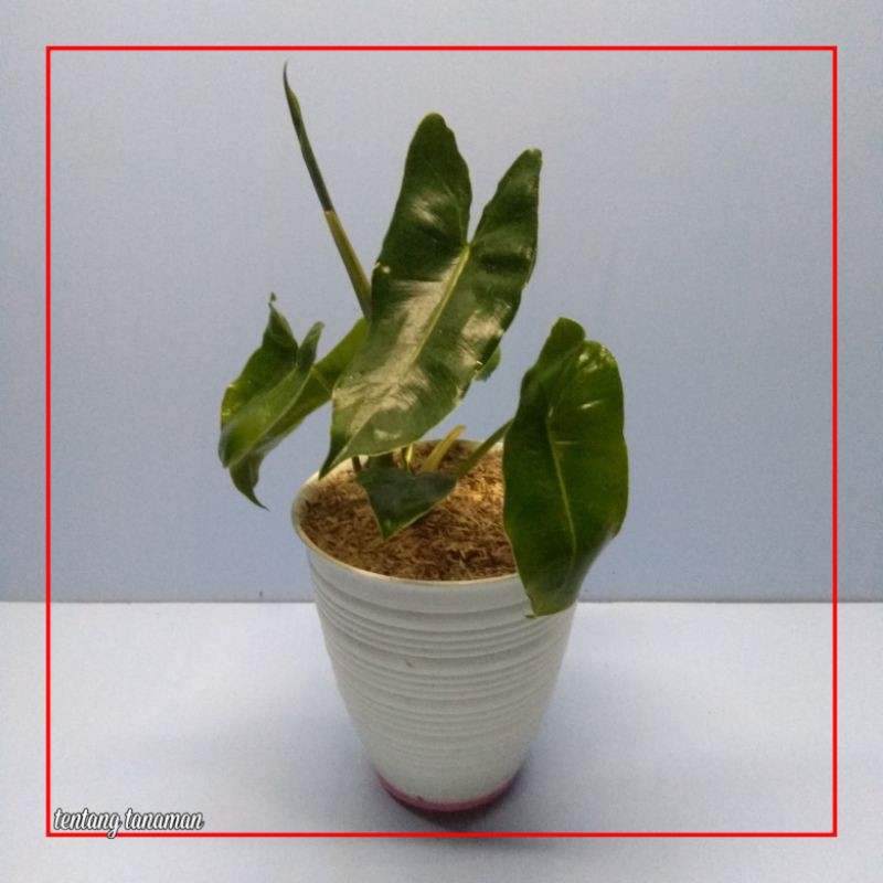 Philodendron Burle Marx - Burelmax