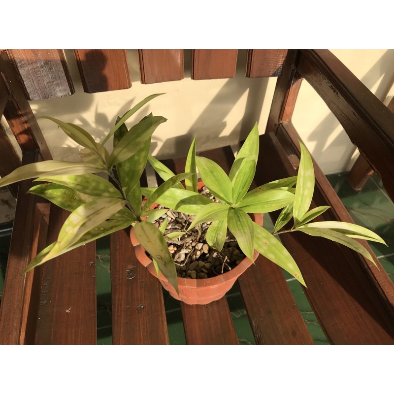 dracena golden bambu jepang