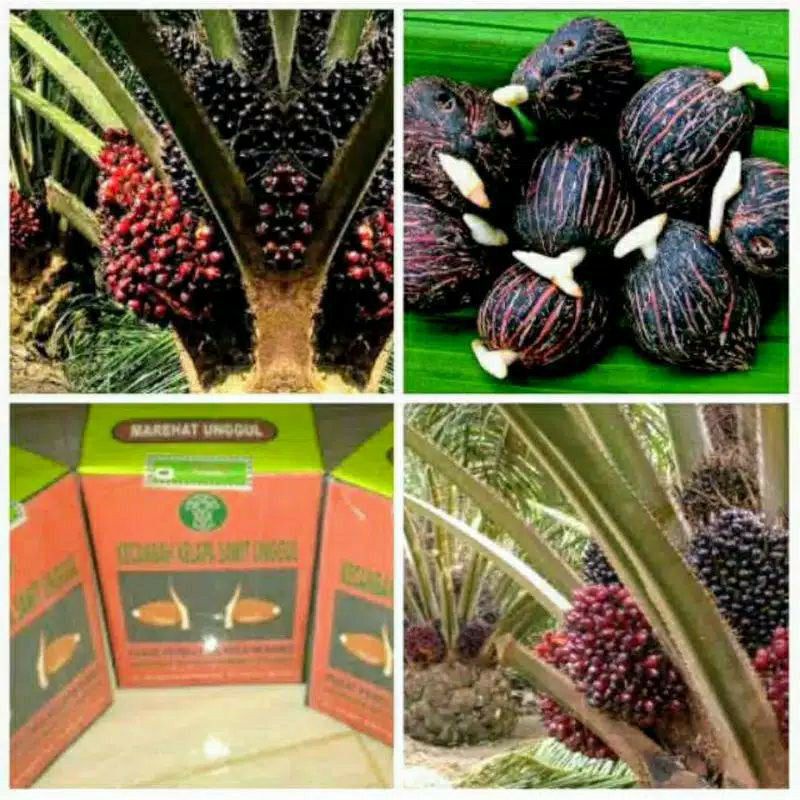 bibit sawit MAREHAT asli ungul