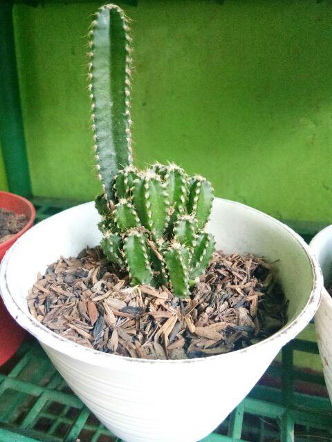 Kaktus Candi (cereus Tetragonous)