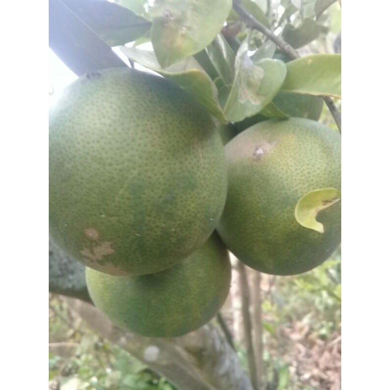 

Buah jeruk garut mini 1kg