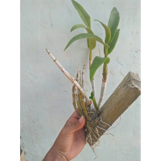 anggrek dendrobium superbiens