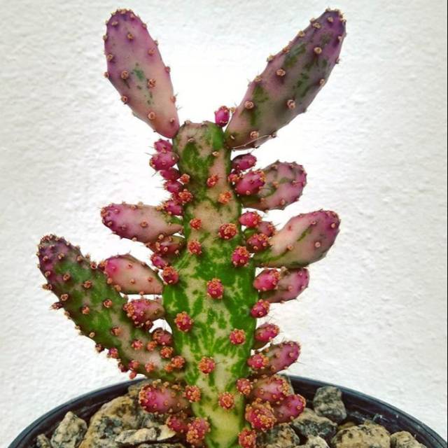 opuntia monacantha variegata