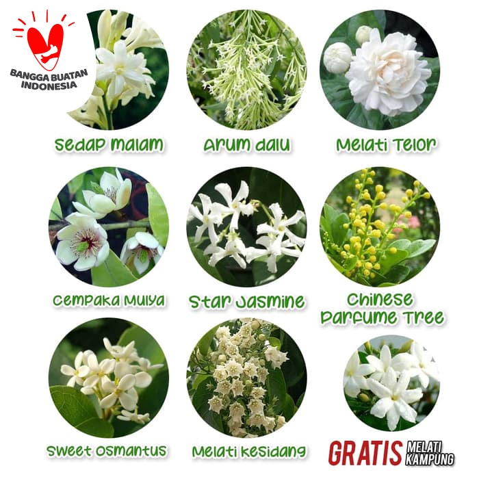 Paket Tanaman Bunga Wangi B Bg 314 Shopee Indonesia