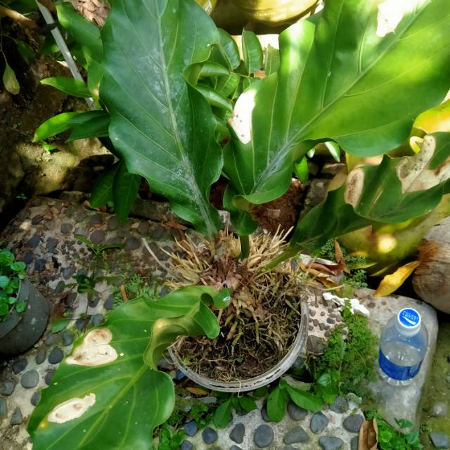 Tanaman hias gelombang cinta