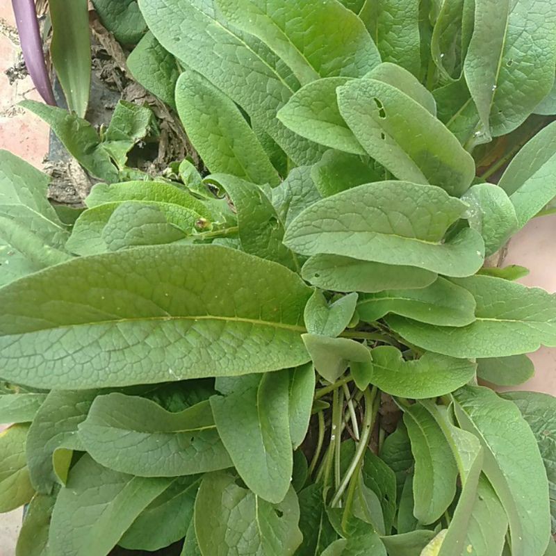 

Kompri tanaman Obat minim order 2 pohon