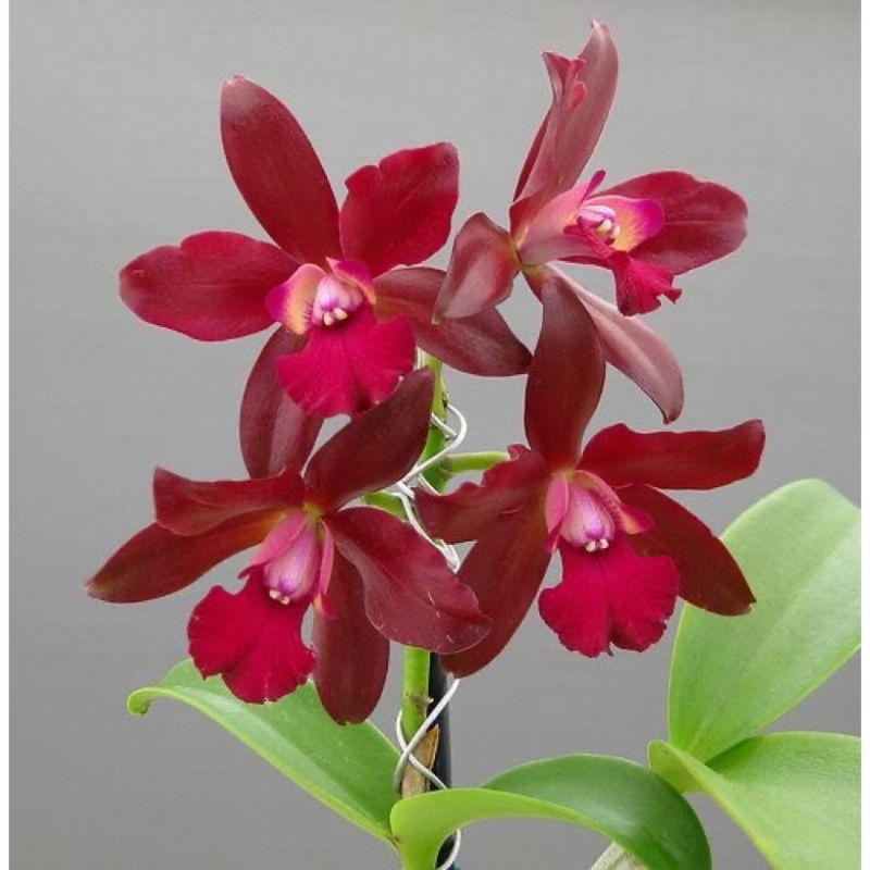 ANGGREK DENDROBIUM DEWASA BUNGA MERAH