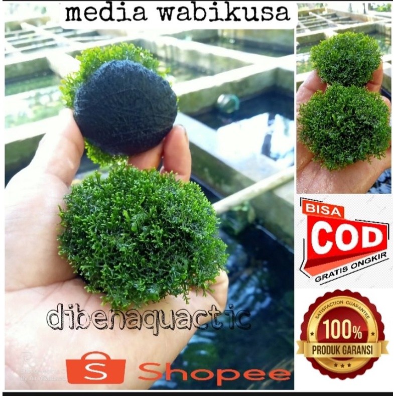 mos ricardia tanaman aquascape