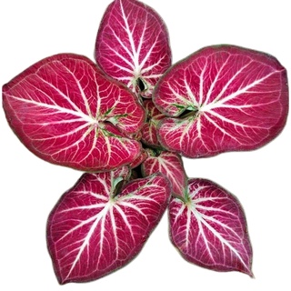 Caladium ROT Bibit Murmer / Tanaman Hias Keladi Rich Of Thai