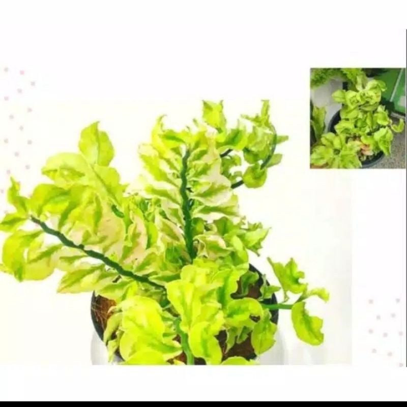 TANAMAN HIAS CUCAK ROWO