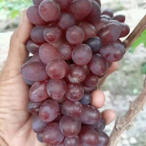 BIBIT TANAMAN BUAH ANGGUR LOKAL MERAH CAROLINE MANIS (CEPAT BERBUAH)