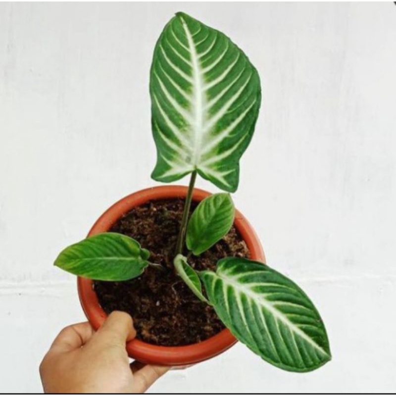 Tanaman Hias Xhantosoma - tanaman hias tren