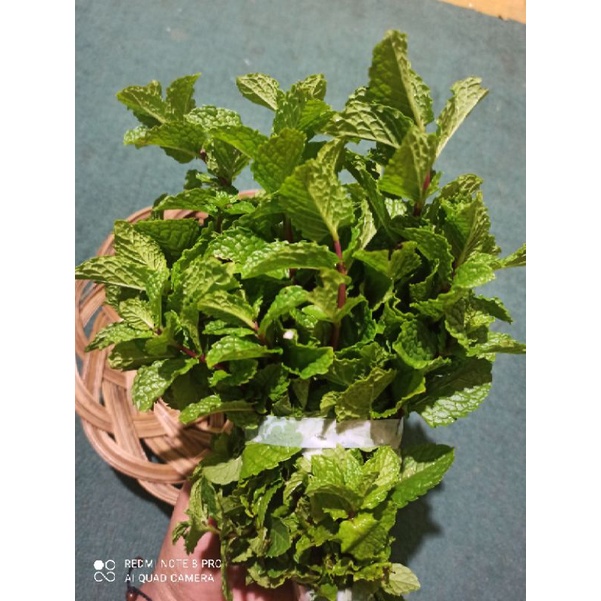 

daun mint fresh 1 Iket / 100grm sesuai di photo