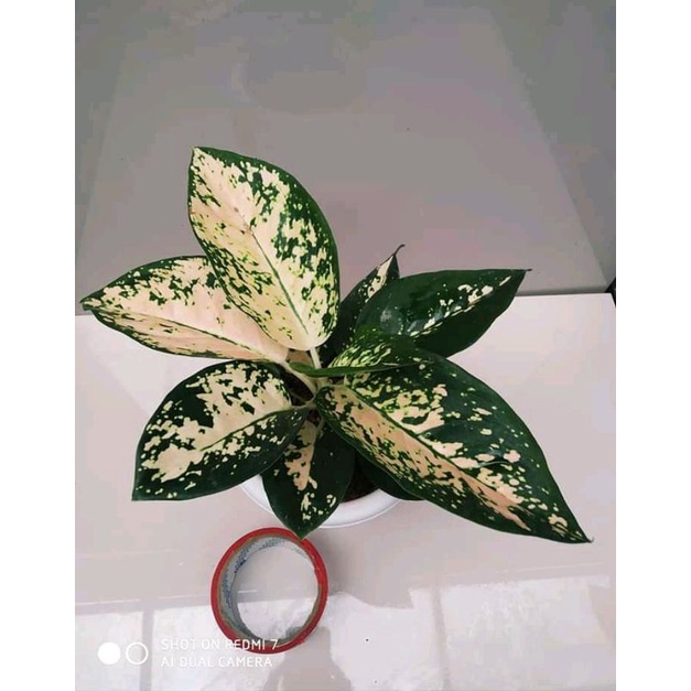aglonema suksom white cantik anakan baby alam indah flora