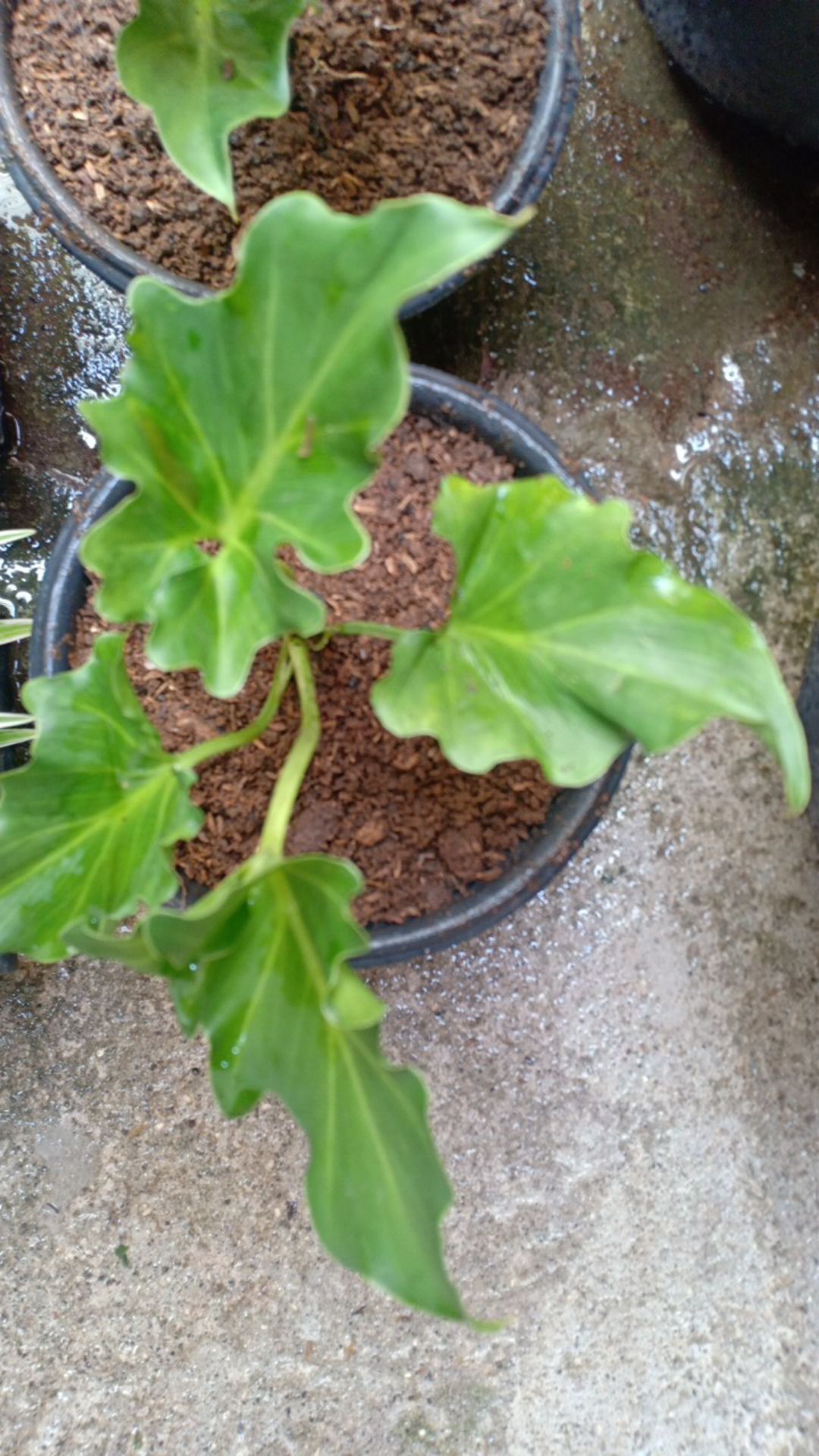 Murah  Tanaman Hias Monstera Philodendrum - Philo Jari - Monstera Philo Jari