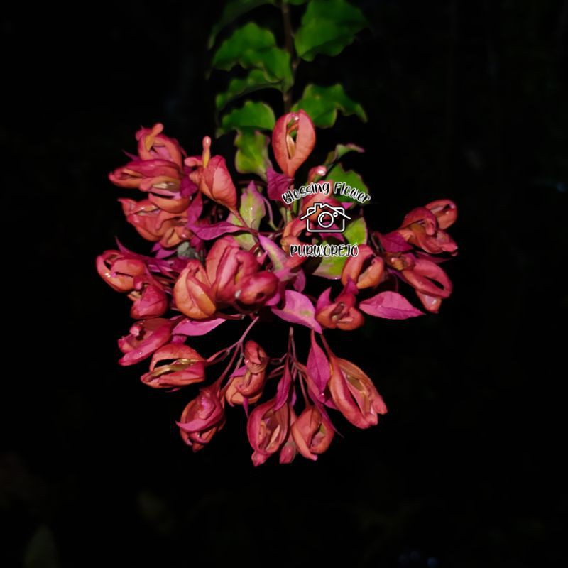 Bibit Bougenville Csb China Sleeping Beauty Bunga Cantik Shopee Indonesia