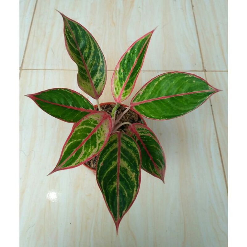 Aglonema Emerald Dragon baby/anakan