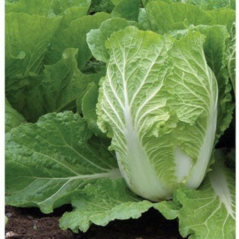 

Sawi Putih White Chinese Cabbage 250 gr