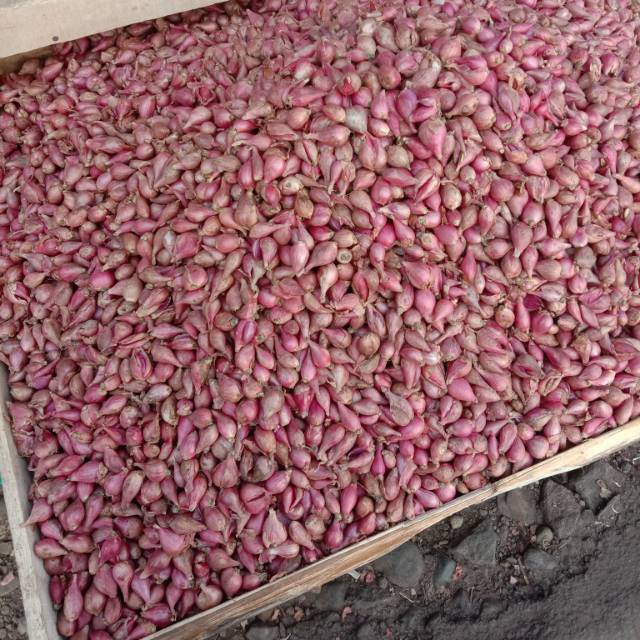 

Bawang merah brebes sedang 1kg 37.000 barang y bagus ssuai brang y.