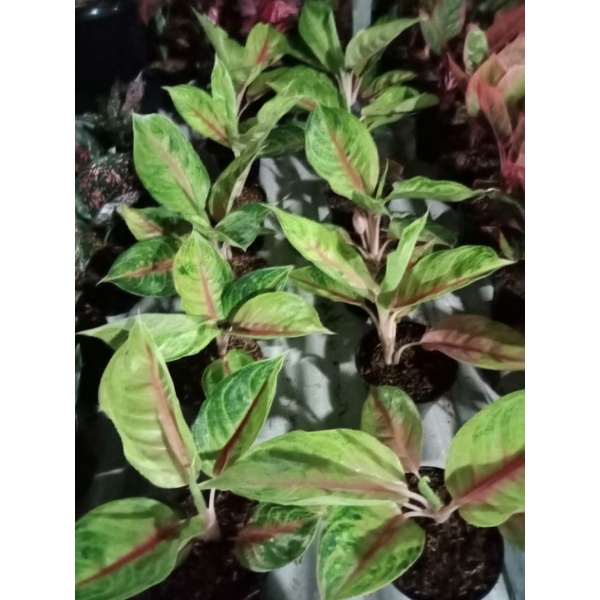 Aglonema Jamela Jackpot