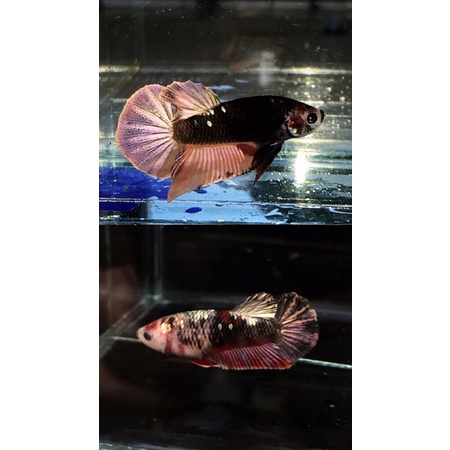 ikan cupang black nemo copper ( pair / sepasang )