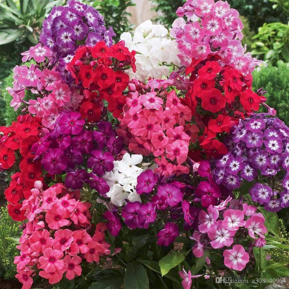 Benih Bibit Biji - Bunga Phlox Paniculata Mix Flower Seeds - IMPORT