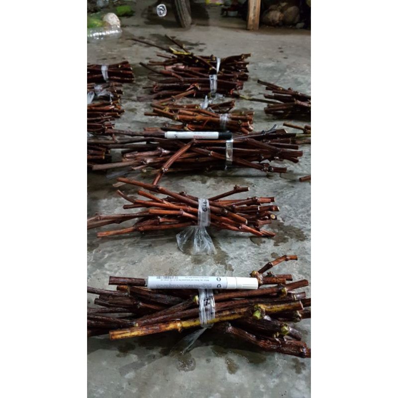 cutting anggur impor per paket isi 7