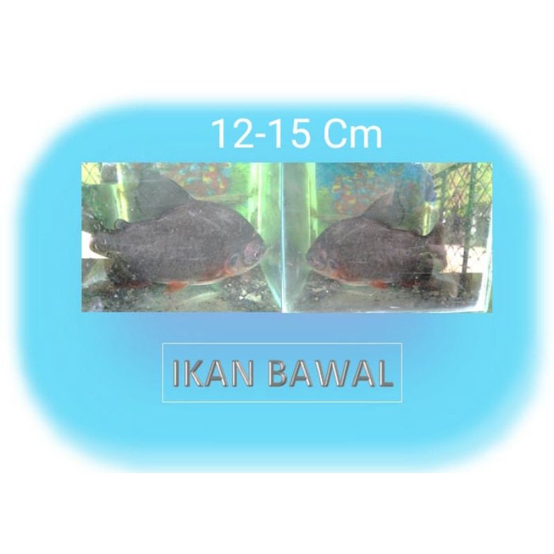 

IKAN BAWAL