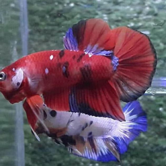 ✲♀2559# Sepasang Ikan Cupang Koi Galaxy Male Female Jantan Betina Siap Breed $AU67