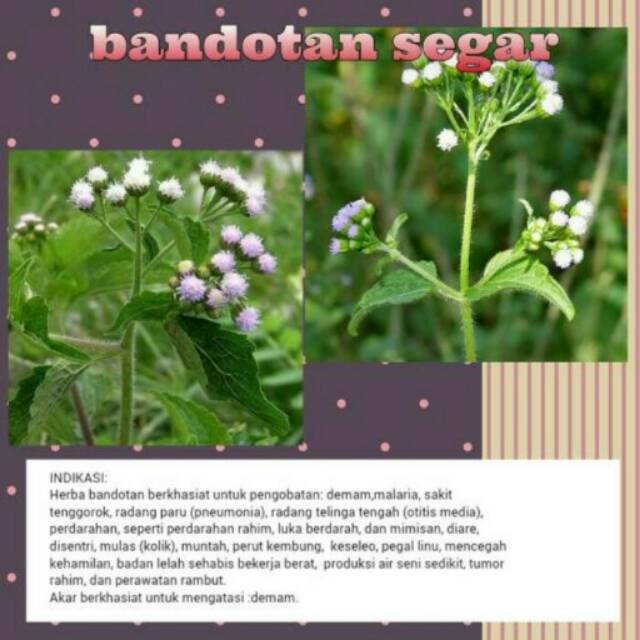 

Bandotan segar