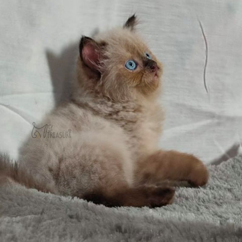 Sealpoint Seal Pointed Ragdoll NON PED Kitten