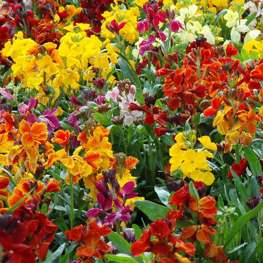 Benih Bibit Biji - Bunga Wallflower Persian Carpet Flower Seeds - IMPORT