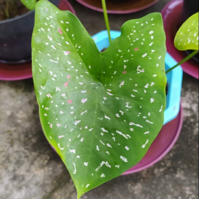 Caladium Tricolor Shopee Indonesia